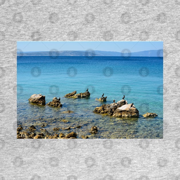 Cormorants off the Punat Coast in Krk, Croatia by jojobob